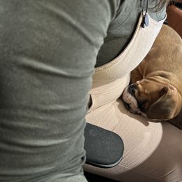 Boxer Puppies from Nala’s Pride