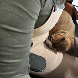 Boxer Puppies from Nala’s Pride