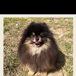 Teq - Pomeranian