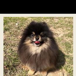 Teq - Pomeranian