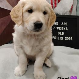 Purple collar girl - Light golden female Golden Retriever puppy in Rochester, Washington from Grand Mound Goldens