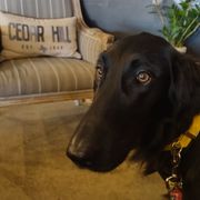 Flat-Coated Retriever Puppies from PrairieFlats