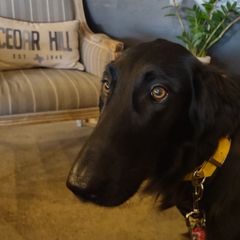Flat-Coated Retriever Puppies from PrairieFlats