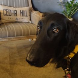Flat-Coated Retriever Puppies from PrairieFlats