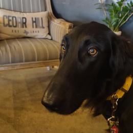 Flat-Coated Retriever Puppies from PrairieFlats