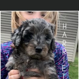 Aussiedoodle Puppies from Red Bud Beautiful Doodles