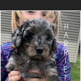 Aussiedoodle Puppies from Red Bud Beautiful Doodles