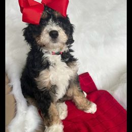 Bernedoodle and Bernese Mountain Dog All Grown Up from Michigans Bernedoodle’s