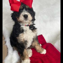Bernedoodle and Bernese Mountain Dog All Grown Up from Michigans Bernedoodle’s