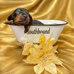 Shadow - Black and tan male Dachshund puppy in Leoma, Tennessee from Southbound Kennel