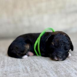Badger - Sable male Bernedoodle puppy in Lamar, Colorado from Jozlyn’s Pups