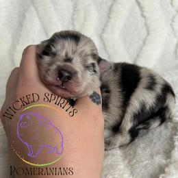 AKC PUGSLEY - Blue merle male Pomeranian puppy in Watkins Glen, New York from Wicked Spirits Pomeranians