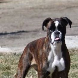 Boxers from Fitzgerald’s Boxers
