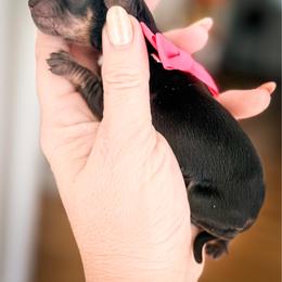 Sushi - Black and cream female Dachshund puppy in Bremen, Georgia from Doodles & Doxies