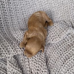 Caroline - Red female Cavapoo puppy in Rio Linda, California from VitPom Puppies