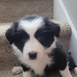 Beauty - Black and white female Border Collie puppy in Caledonia, Michigan from Magnolia Acres