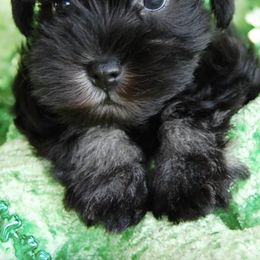 Miniature Schnauzers from Desert Sparkle Schnauzers