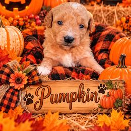 Pumpkin - Apricot female Goldendoodle puppy in Cherry Tree, Pennsylvania from Plum Creek Acres Next Generation