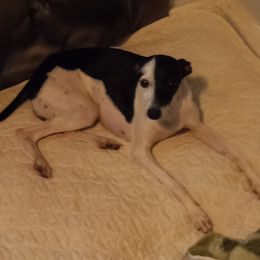 Moose - Italian Greyhound