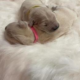 Female - Light golden female Golden Retriever puppy in Calvert City, Kentucky from Hat Creek Goldens