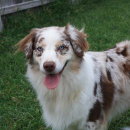 Shiloh - Australian Shepherd