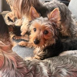 Titus - Blue and gold male Yorkshire Terrier puppy in Hot Springs, Arkansas from Blissful_Yorkies