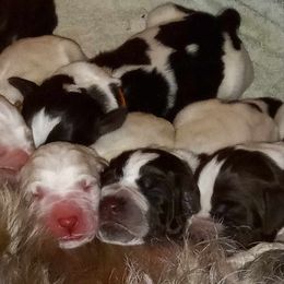 Spinone Italiano puppies from Maple Hollow Spinone Springwater NY