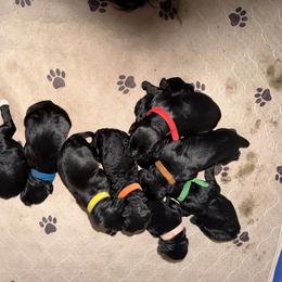 Boy 1 - Black and white male Portuguese Water Dog puppy in Ocala, Florida from Aguas De Seda PWD