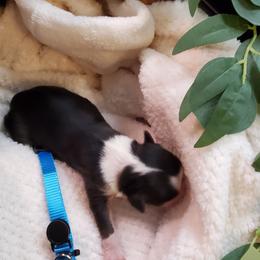 Miniature Australian Shepherd Puppies from Barnyard Mini Aussies