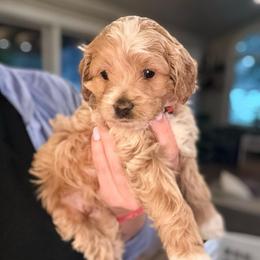 Ash - Buff male Cockapoo puppy in Denver, Pennsylvania from Greenview Puppies