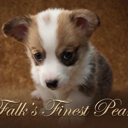 Falk's Finest Pearl - Sable female Pembroke Welsh Corgi puppy in Marinette, Wisconsin from Falk's Finest Corgis