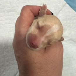 Marty - White and tan male Morkie puppy in Winston Salem, North Carolina from Patty’s Paws