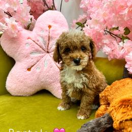 Bartola - Apricot female Poodle puppy in Miami, Florida from Sakura Poodles