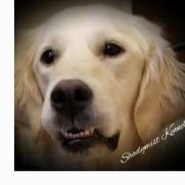Glory - Golden Retriever