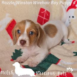Puppy 4 by Birth order (Boy 2) - Dapple male Dachshund puppy in Anamosa, Iowa from Melsh Precious Pets
