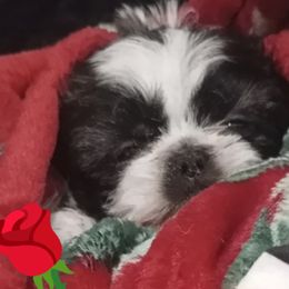 Cashew - Brown and white male Shichon puppy in Brainerd, Minnesota from Angie’s Teddy Bear Puppies Minnesota