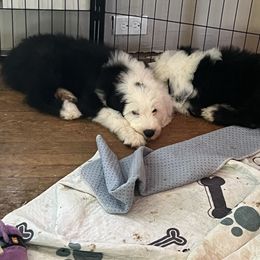 Spot - Blue gray and white male Old English Sheepdog puppy in Erie, Pennsylvania from Karl Kennels