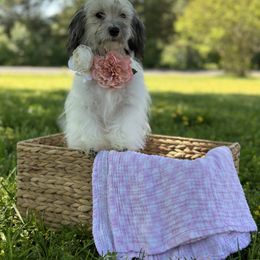 Havanese Puppies from Home with Havanese