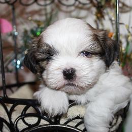 Boy 1 - Red and white male Shih Tzu puppy in Craig, Colorado from Rocky Mountain Shih Tzus and Dry Creek Miniature Dachshunds