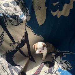Boston Terrier Puppies from Xavier's Uncanny Boston Terriers