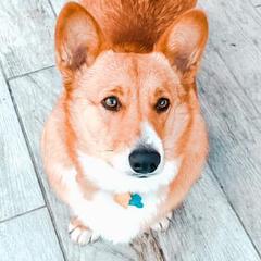 Pembroke Welsh Corgis from SS Texas Corgis