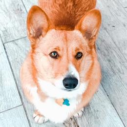 Pembroke Welsh Corgis from SS Texas Corgis