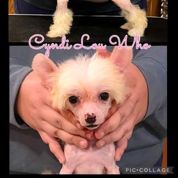 Chinese Crested and Poodle Puppies from Ariella Standard Poodles & Chinese Cresteds