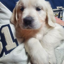 Golden Retriever Puppies from Kansas Prairie Pups
