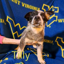 Tilly - Blue female Australian Cattle Dog puppy in Morgantown, West Virginia from Hilltop Heelers