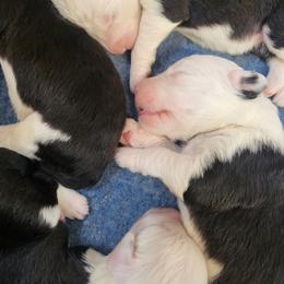 Purple collar - Gray and white female Old English Sheepdog puppy in Smallett, Missouri from Chasin Angus Sheepdogs