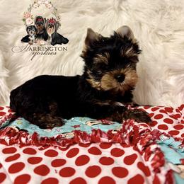 AKC Scout - Black and tan male Yorkshire Terrier puppy in Bloomingdale, Georgia from Harrington Yorkies