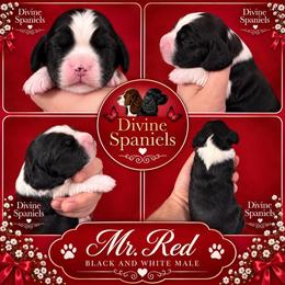 Mr red - Black and white male English Springer Spaniel puppy in Pembroke Pines, Florida from Divine Spaniels ( Home of English Springers and English Cockers )