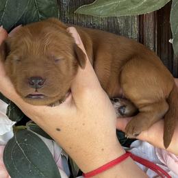 Francine - Red  female Goldendoodle puppy in Enumclaw, Washington from Owen-a-Doodle