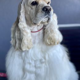 Cocker Spaniel Puppies from Quail Ridge Farm